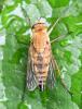 Thereva nobilitata